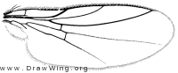 Diplotoxa versicolor, wing