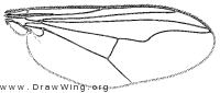 Mesorhaga pallidicornis, wing
