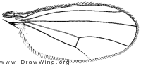 Enlinia magistri, wing