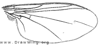 Asyndetus appendiculatus, wing