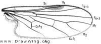 Meghyperus, wing