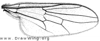 Syndyas dorsalis, wing
