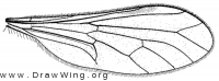 Brachystoma occidentale, wing