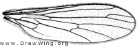 Trichoclinocera hamifera, wing