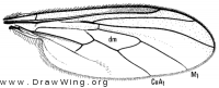 Leptopeza disparilis, wing