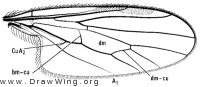 Euthyneura bucinator, wing