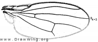 Scatophila cribrata, wing