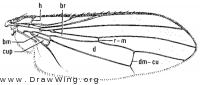 Tephrochlamys rufiventris, wing