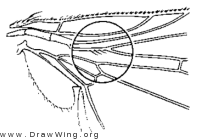 Xenochaetina muscaria, wing base