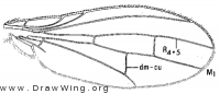 Xeniconeura costalis, wing