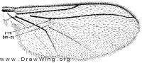 Diadocidia ferruginosa, wing