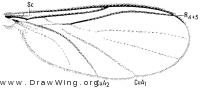 Robsonomyia reducta, wing