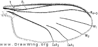 Lygistorrhina sanctaecatharinae, wing