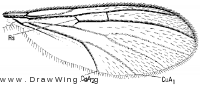 Paratinia recurva, wing