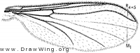 Baeopterogyna nudipes, wing