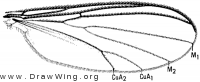 Coelosia tenella, wing