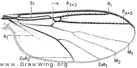 Synapha tibialis, wing