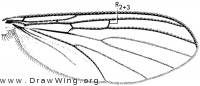 Acomoptera plexipus, wing