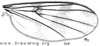 Zygomyia ornata, wing