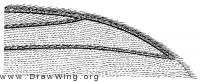 Exechia attrita, wing