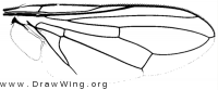 Physiphora aenea, wing