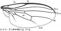 Periscelis annulata, wing
