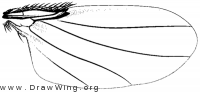 Syneura cocciphila, wing