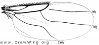 Metopina subarcuata, wing
