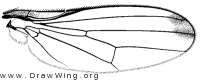 Mycetaulus longipennis, wing