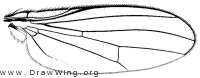 Amphipogon hyperboreus, wing