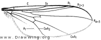 Chalarus spurius, wing