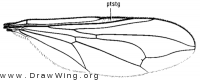 Pipunculus fuscus, wing