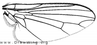 Plesioclythia agarici, wing