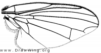 Symmetricella mogollonensis, wing
