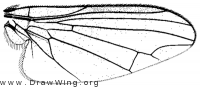 Platypeza consobrina, wing