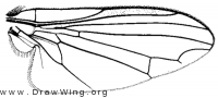 Paraplatypeza coraxa, wing