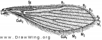 Lutzomyia, wing