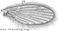 Trichomyia nuda, wing