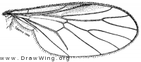 Litoleptis alaskensis, wing