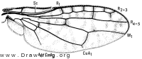 Neorhinotora diversa, wing
