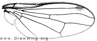 Omomyia hirsuta, wing
