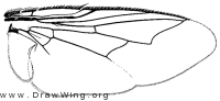 Hilarella hilarella, wing