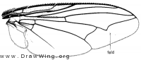 Arachnidomyia aldrichi, wing