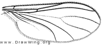 Sciara, wing