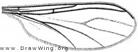 Pseudosciara forceps, wing