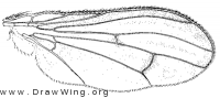 Tetanocera plebeja, wing