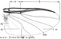 Simulium venustum, wing