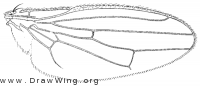Copromyza equina, wing