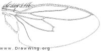 Leptocera fontinalis, wing