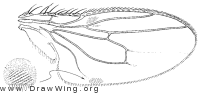 Coproica ferruginata, wing